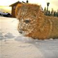 Snow Puppy