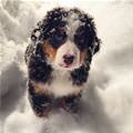 Snowy Puppy