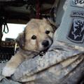 Soldiers Cute Puppy