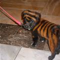 Striped Puppy