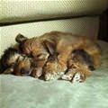 Such Cute Sleeping Puppies