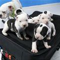 Suitcase Puppies