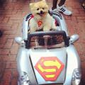 Super Dog