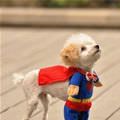 Super Puppy