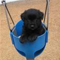 Swing Puppy