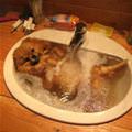 Taking A Warm Bath