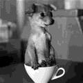 Tea Cup Pup