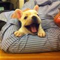 That Is A Happy Puppy