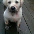 The Mud Pup