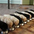 The Puppy Army Is Hungry