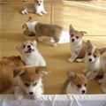 The Puppy Army