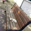 The Puppy Bench