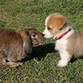 The Puppy Bunny Kiss