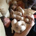 The Puppy Pile