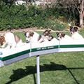 The Puppy Train