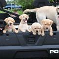 The Puppy Truck