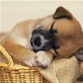 This Basket Makes Me Sleepy