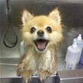 This Dog Loves Bath Time