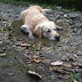 This Dog Loves Mud