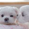 Tiny Cute Puppy Kiss