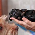 Tiny Handful Of Puppy