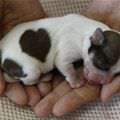 Tiny Puppy Image