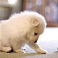 Tiny White Puppy