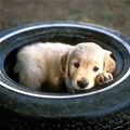 Tire Puppy Here