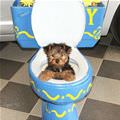 Toilet Puppy