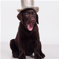 Top Hat Puppy