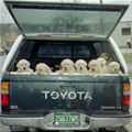 Toyota Full Of Puppies