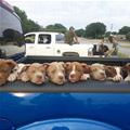 Truck Load Of Puppies