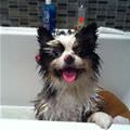 Tub Dog Is Happy