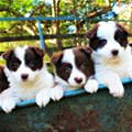 Tub Of Puppies