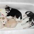 Tub Of Puppies