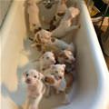 Tub Of Puppies