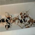 Tub Of Puppies