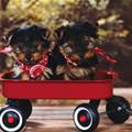 Wagon Puppies