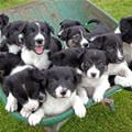 Wheel Barrel Of Puppies