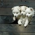 White Puppies