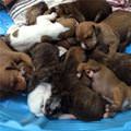 Whole Pile Of Puppies